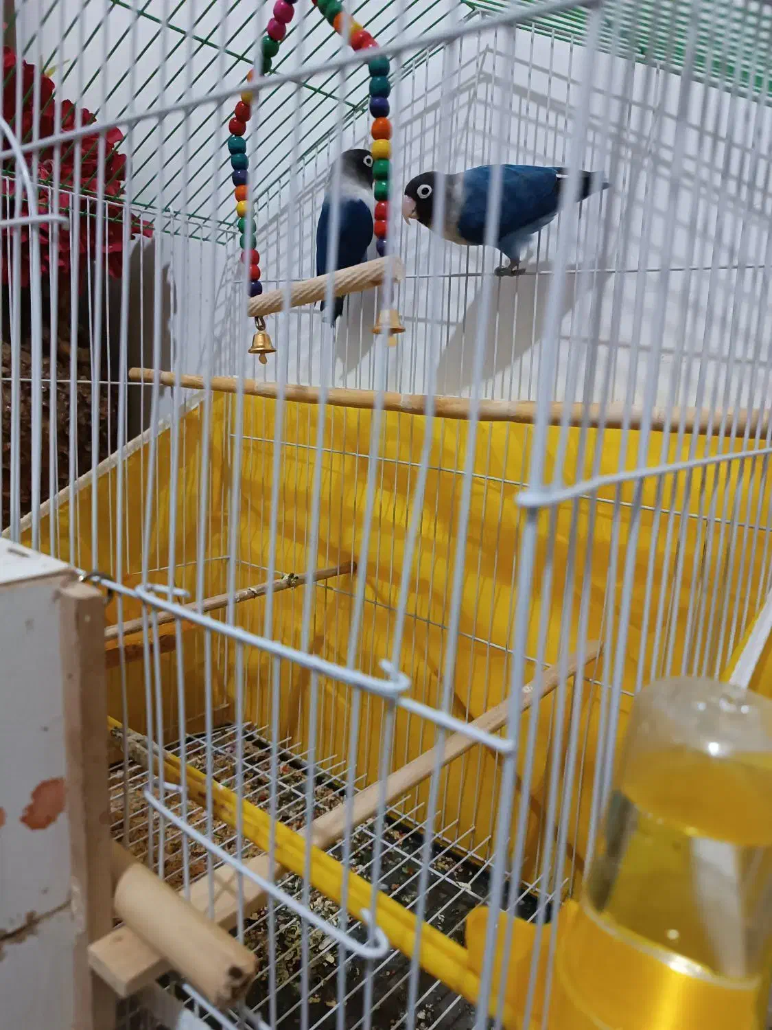 طوطی.کوتوله|پرنده|زبرخان, |دیوار