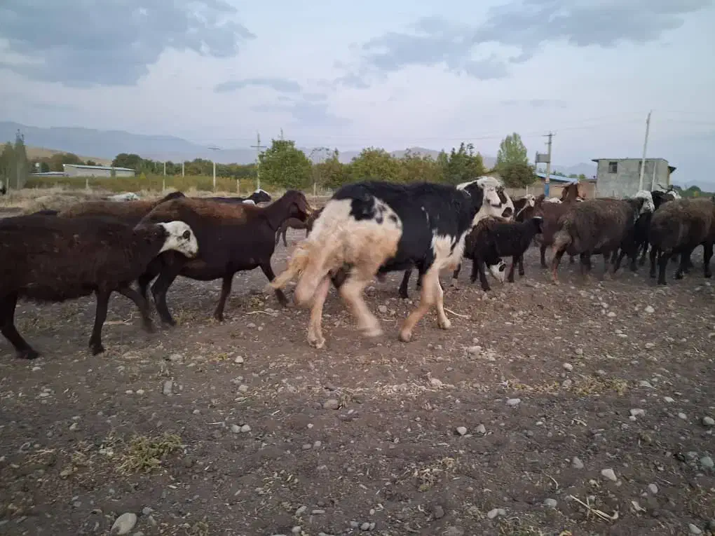 یک راس قوچ پلنگی اصل  خال سیاه.شیر دار ..جوان|حیوانات مزرعه|مشهد, رضاییه|دیوار