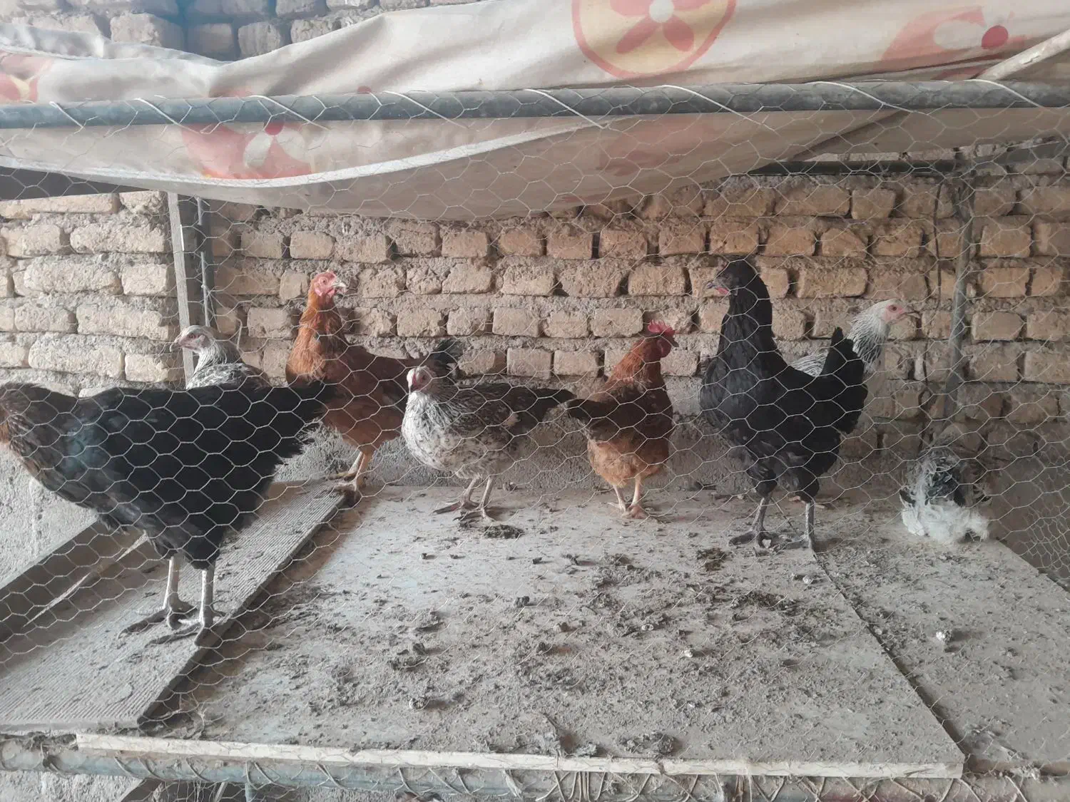 مرغ محلی|حیوانات مزرعه|پیشوا, |دیوار