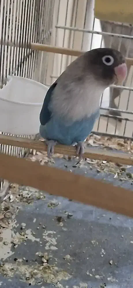 طوطی برزیلی|پرنده|بروجرد, |دیوار