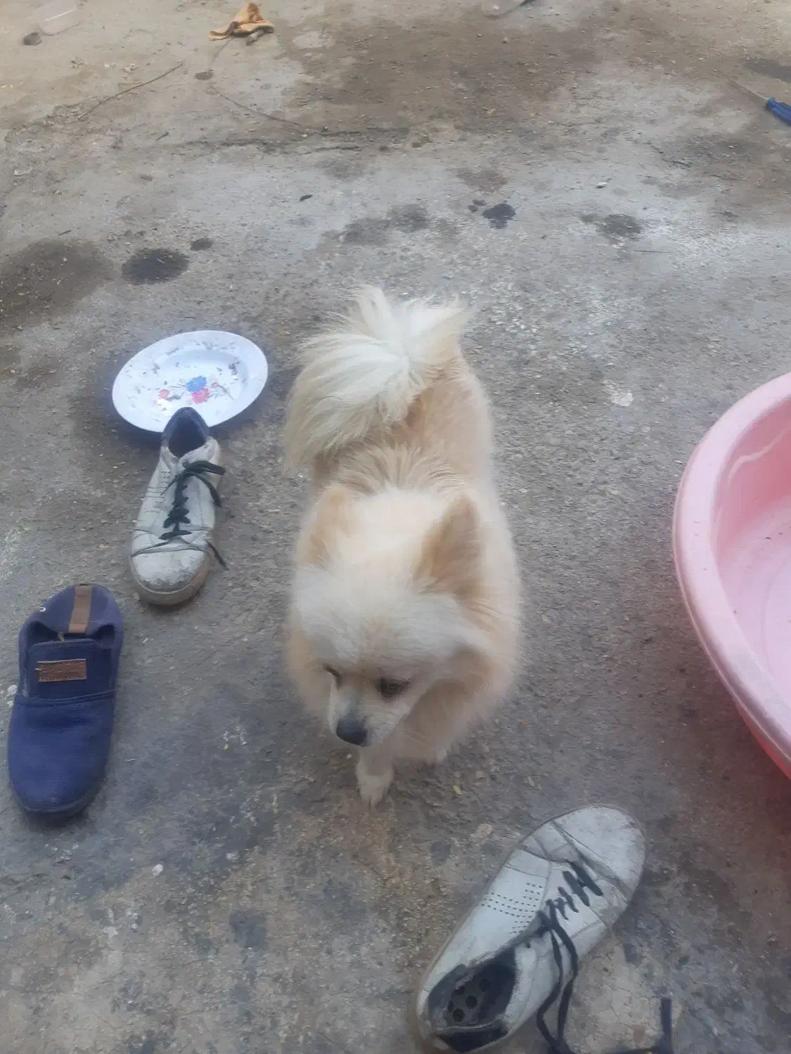 سگ پامرین باهوش|سگ|بندرعباس, |دیوار