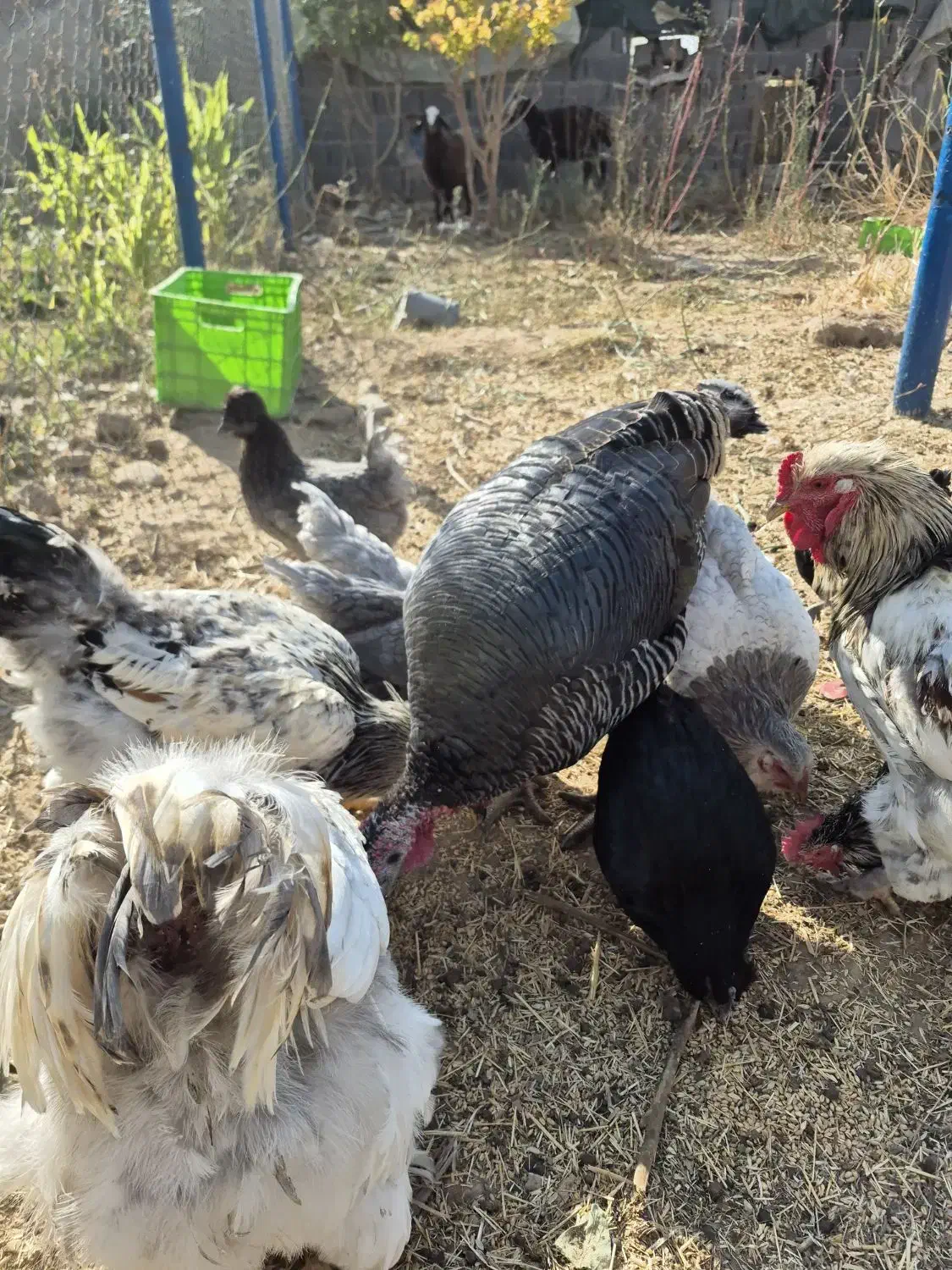 بوقلمون ماده|حیوانات مزرعه|تهران, نازی‌آباد|دیوار