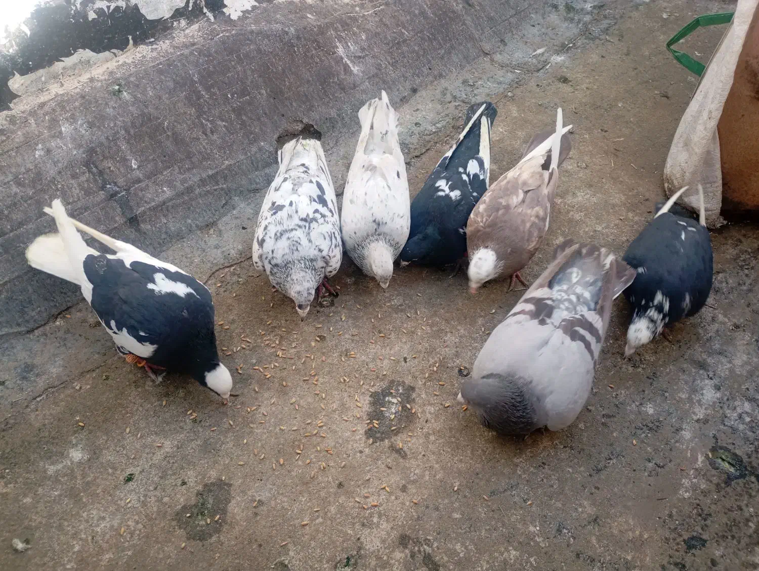 کفتر کفتر بازی|پرنده|الوند, |دیوار