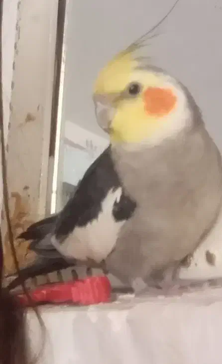 پرنده گم شده مژدگانی ۱تومن|حیوانات|اراک, |دیوار