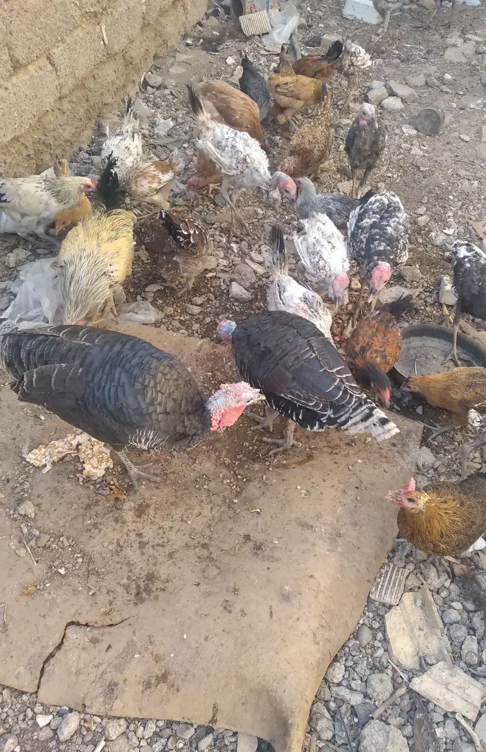 بوقلمون و مرغ|حیوانات مزرعه|پلدختر, |دیوار