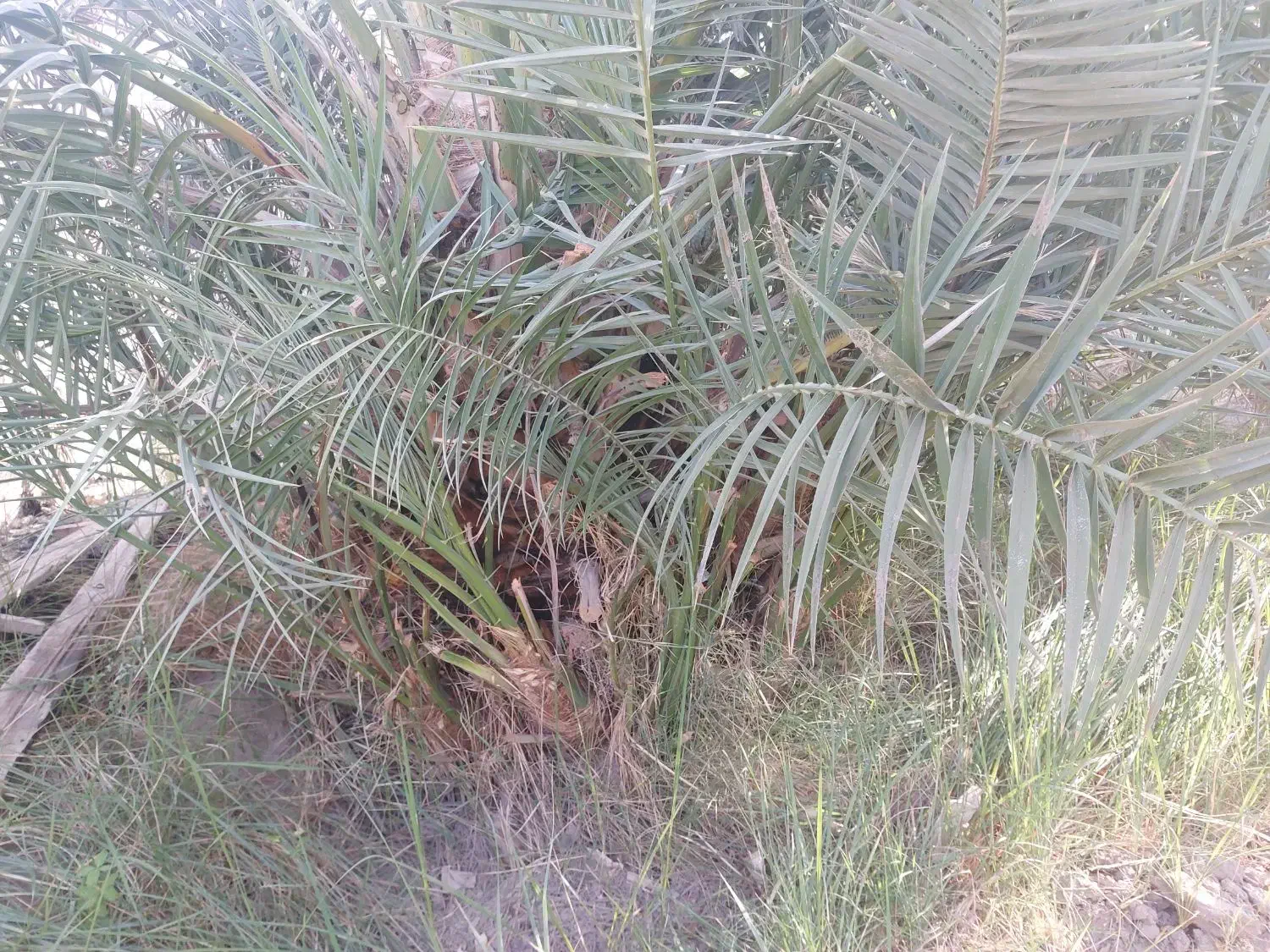 جونگ خرما|گل و گیاه طبیعی|بم, |دیوار