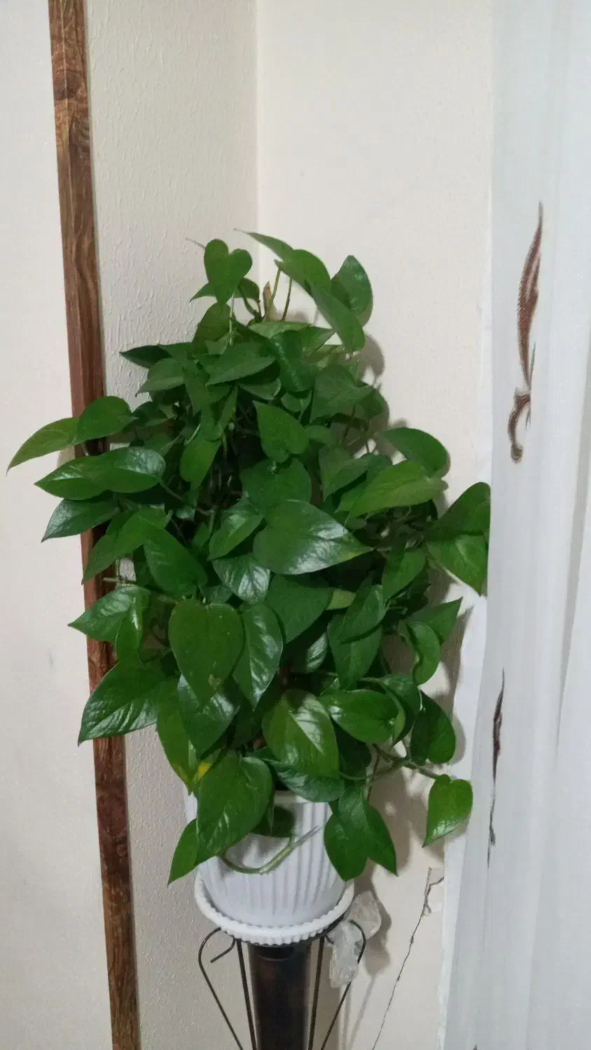 گل طبیعی  پتوس|گل و گیاه طبیعی|هشتگرد, شهرک بوستان|دیوار