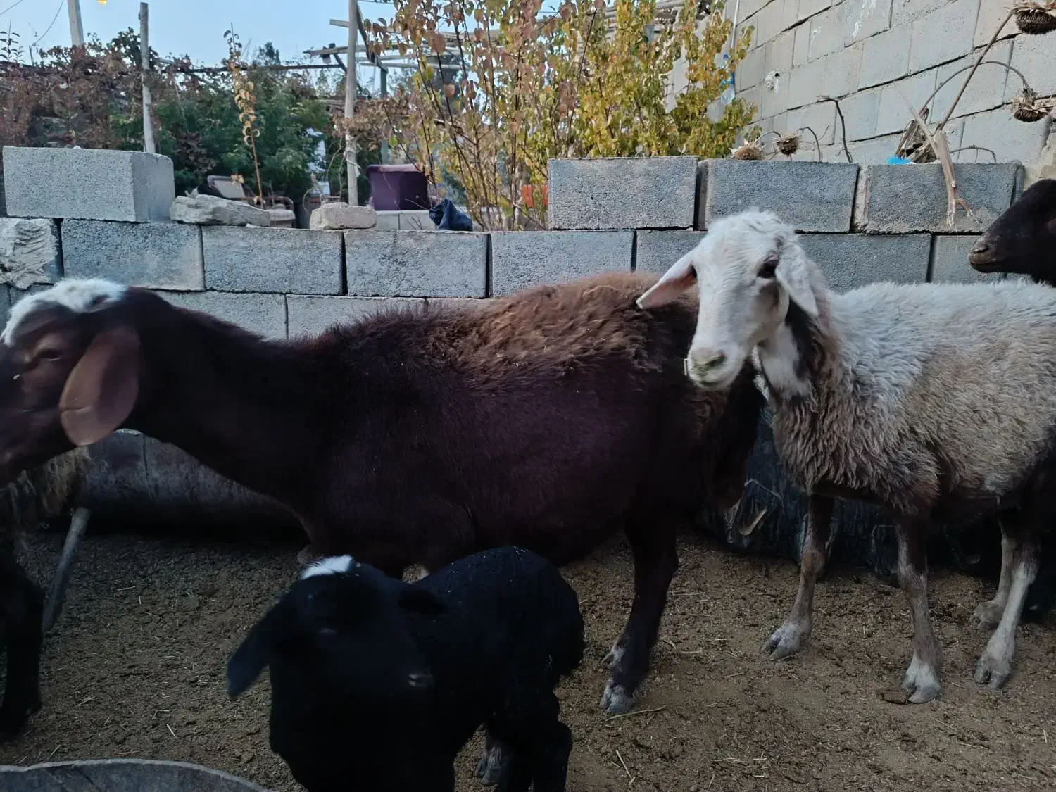 فروش میش و بره دوقلو|حیوانات مزرعه|شاهرود, |دیوار