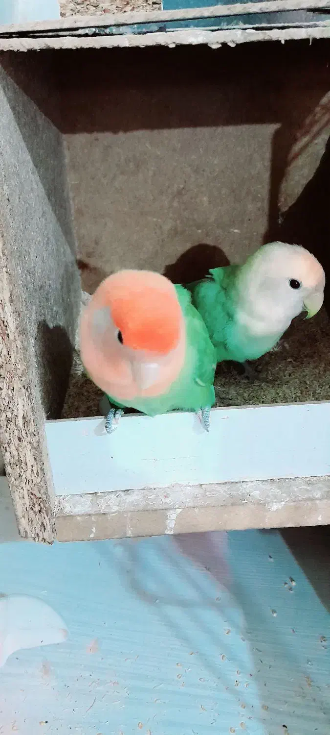 برزیلی مولد اوپال|پرنده|دزفول, |دیوار