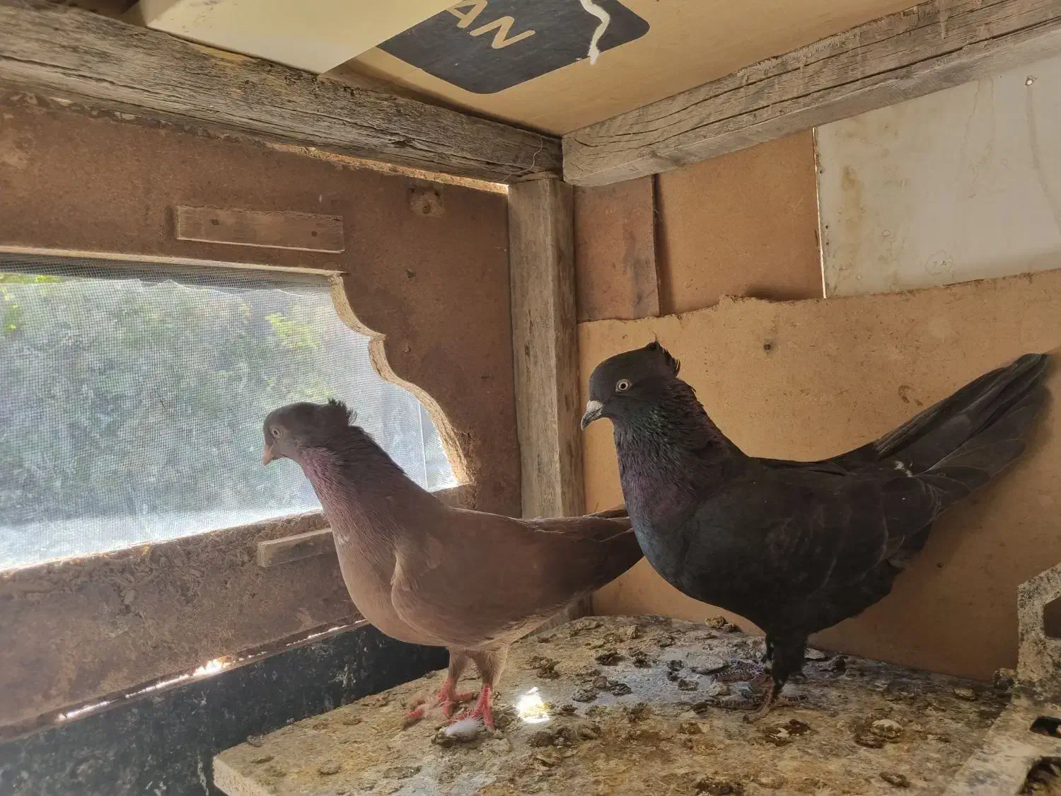 کبوتر رنگه|پرنده|تربت جام, شاد|دیوار