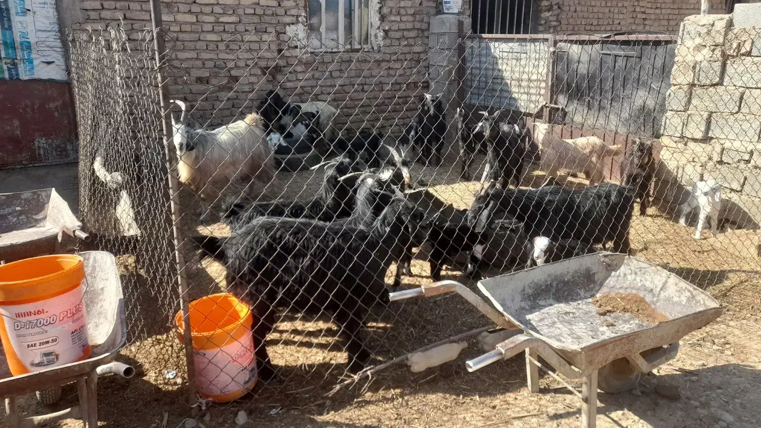 چپش کهره دار|حیوانات مزرعه|درودزن, |دیوار