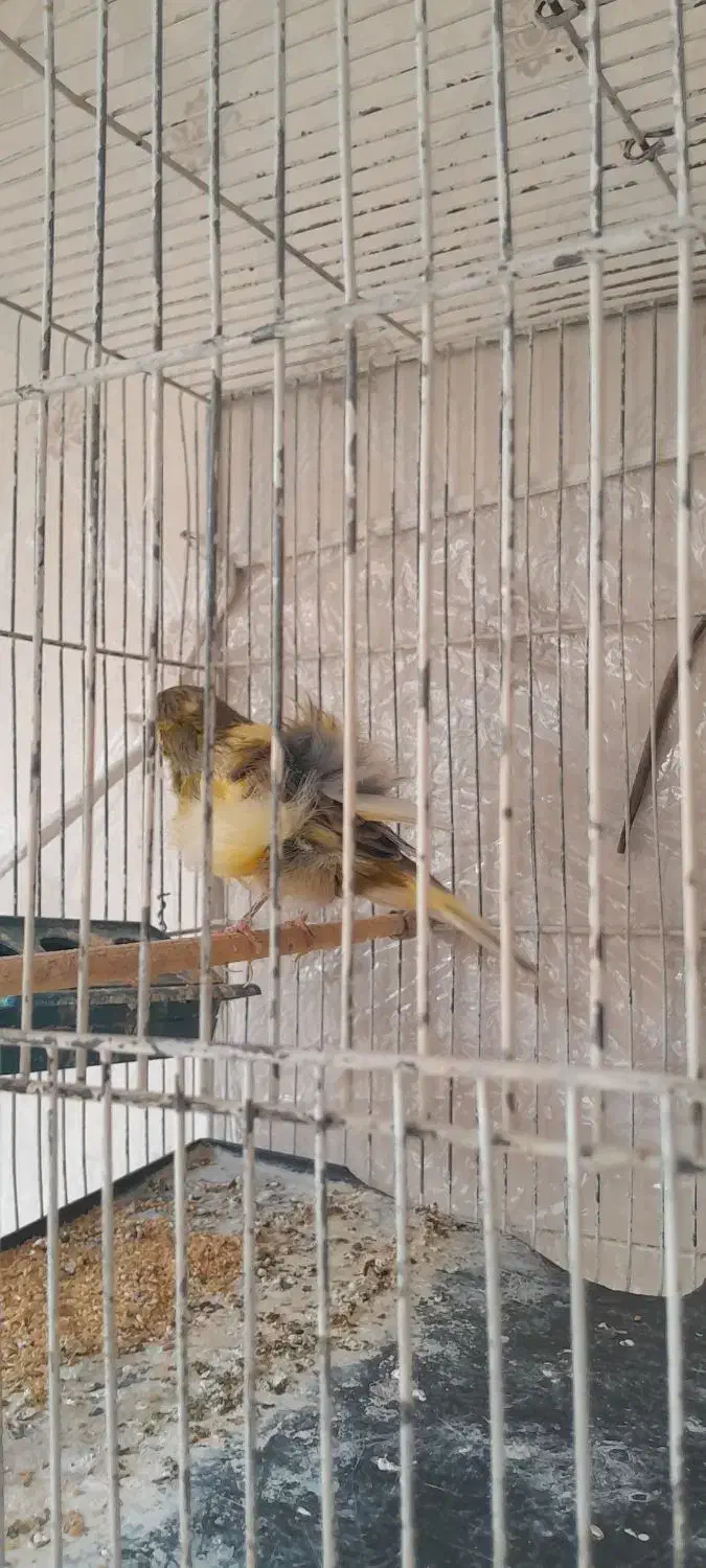 قناری فری ابلق|پرنده|مشهد, ویلاشهر|دیوار