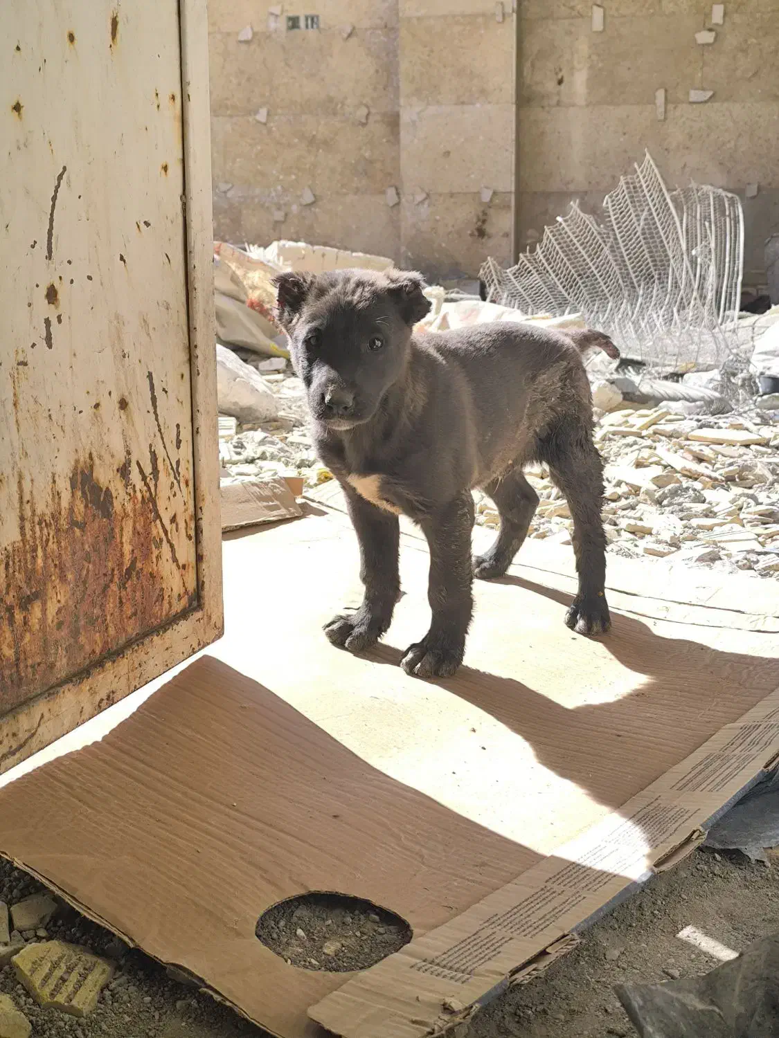 واگذاری سگ|سگ|سیرجان, |دیوار