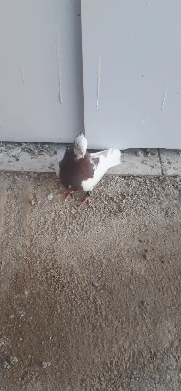 بهبهانی، شهری.|پرنده|شیراز, ماه فیروزان|دیوار