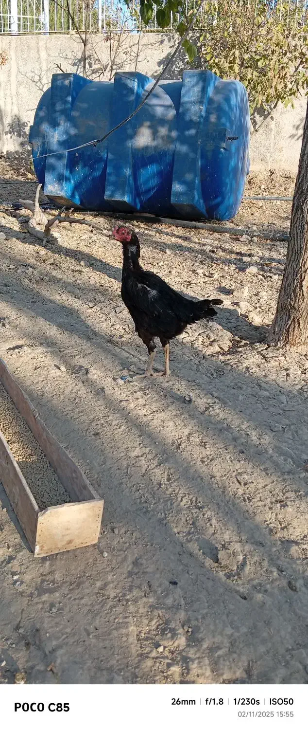 تخم مرغ نطفه دار لاری|حیوانات مزرعه|کرج, پیشاهنگی|دیوار