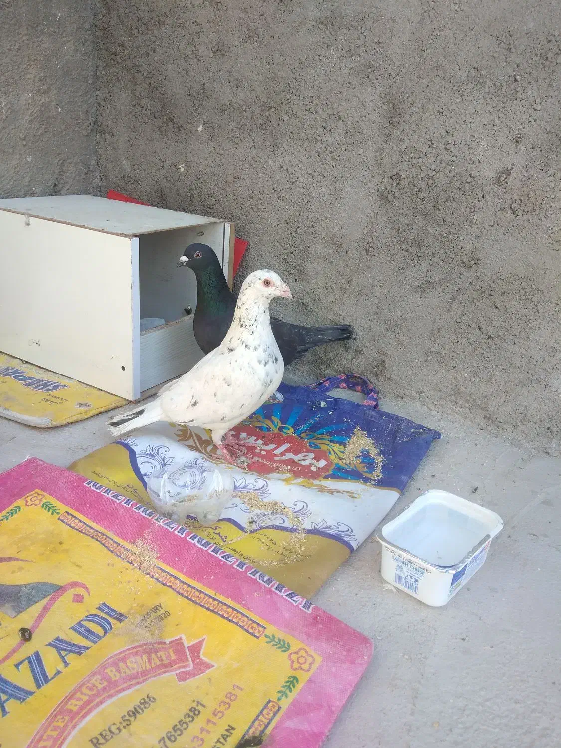 جفت کفتر معاوضه با جوجه عروس هلندی دارم|پرنده|قائن, |دیوار