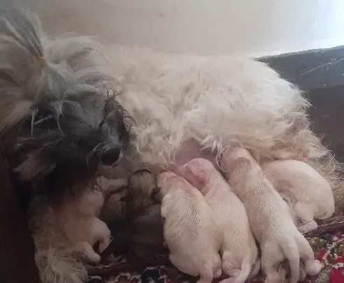 توله شیتزو|سگ|اندیمشک, |دیوار