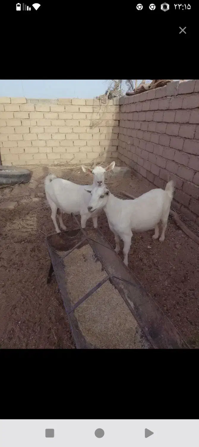 فروش|حراج|طبس, |دیوار