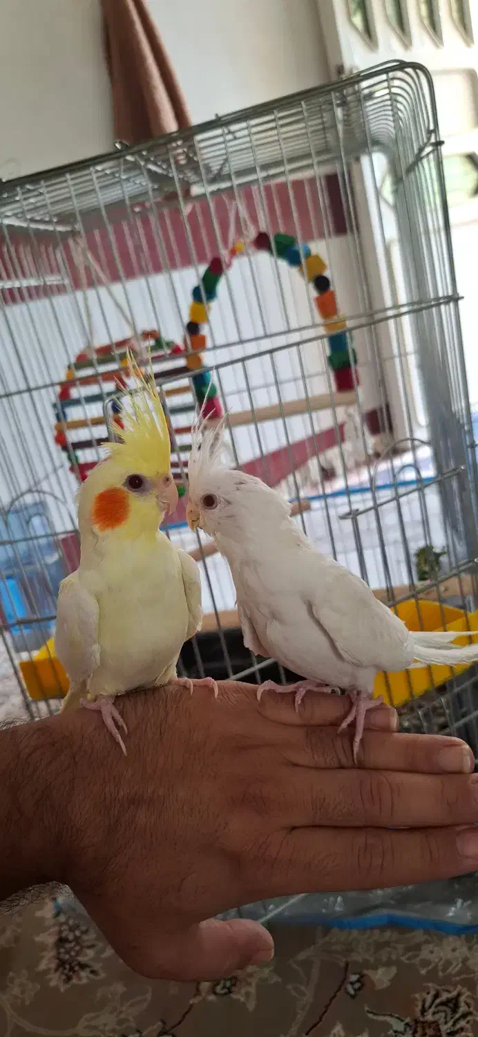 عروس هلندی دستی آلبینو لوتینو|پرنده|اهرم, |دیوار