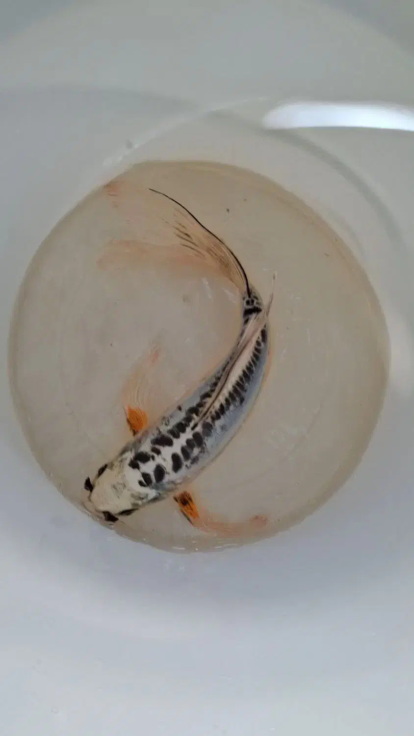 ماهی کوی بلو سوشویی سوپرباله ۲۵ سانتی|ماهی|شیراز, کرونی(خاتونک)|دیوار