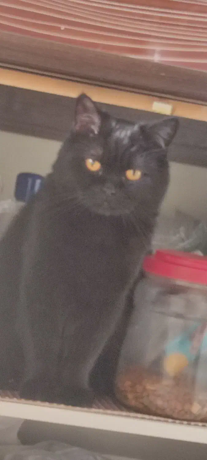 گمشده|حیوانات|قزوین, |دیوار