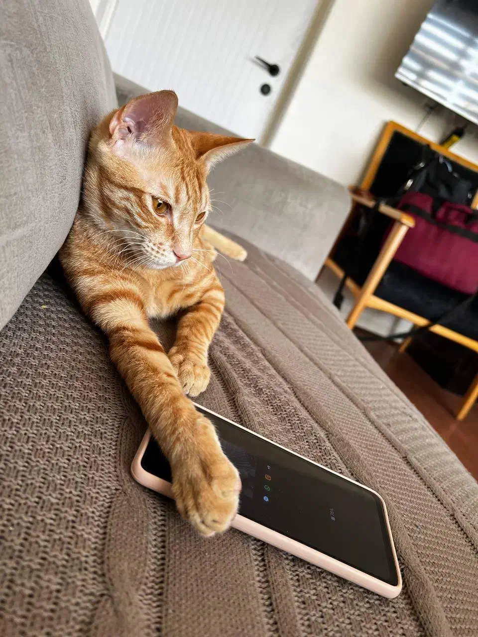 واگذاری رایگان گربه DSH در بندرعباس|گربه|بندرعباس, |دیوار