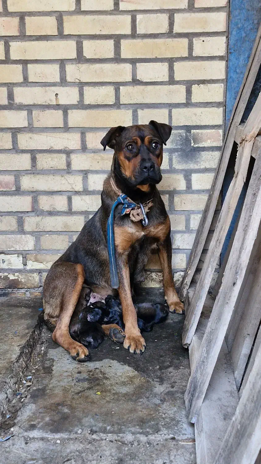 سگ واگذاری|سگ|جعفرآباد, |دیوار