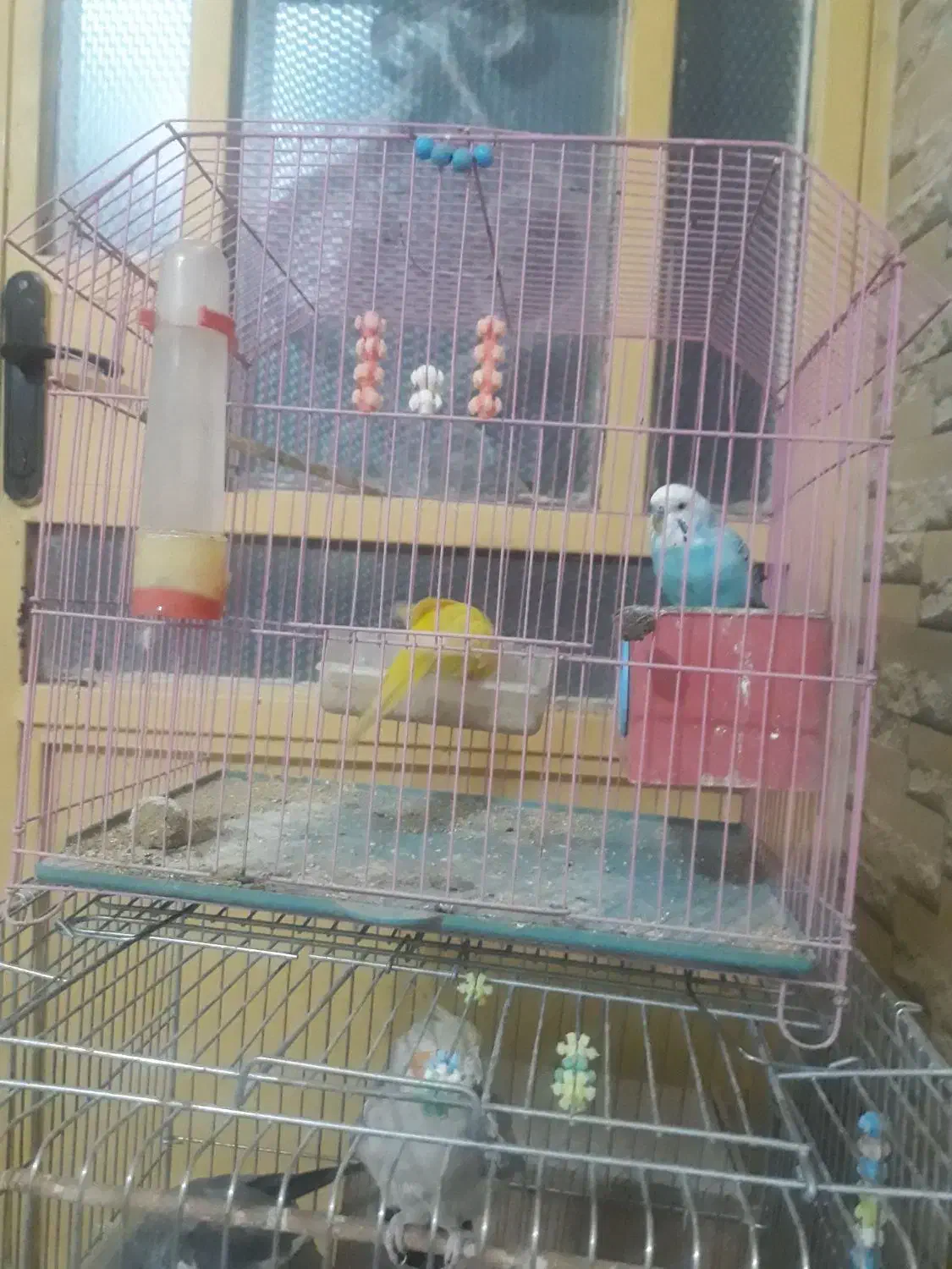 مرغ عشق ویه جفت عروس هلندی مولد|پرنده|نورآباد, |دیوار