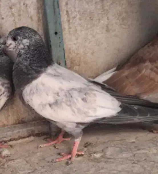 جوجه کفترگمشده|حیوانات|تهران, مولوی|دیوار