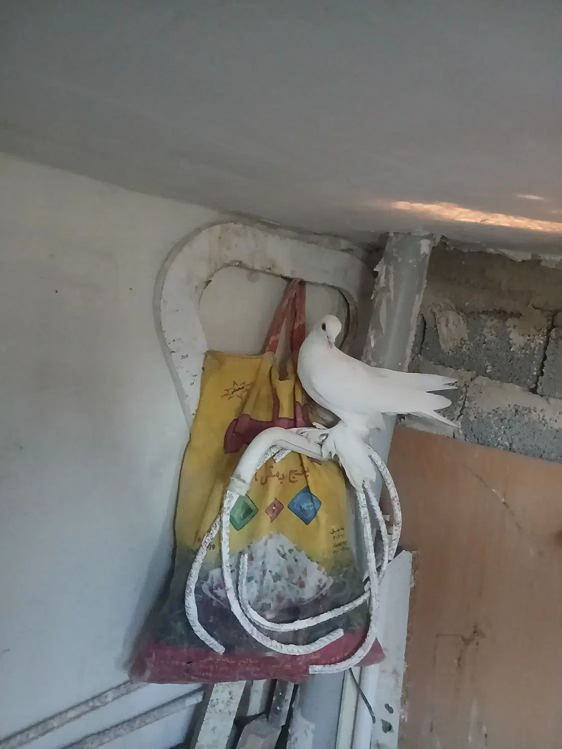 کبوتر|پرنده|تبریز, |دیوار