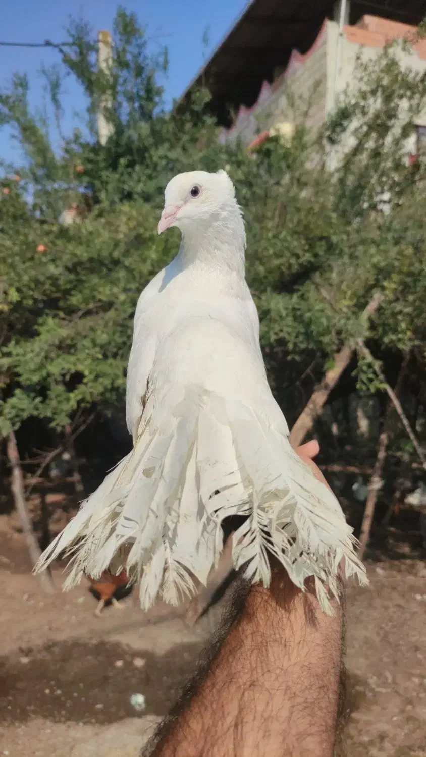 کبوتر رام دستی دم چتری امریکایی|پرنده|بابل, |دیوار