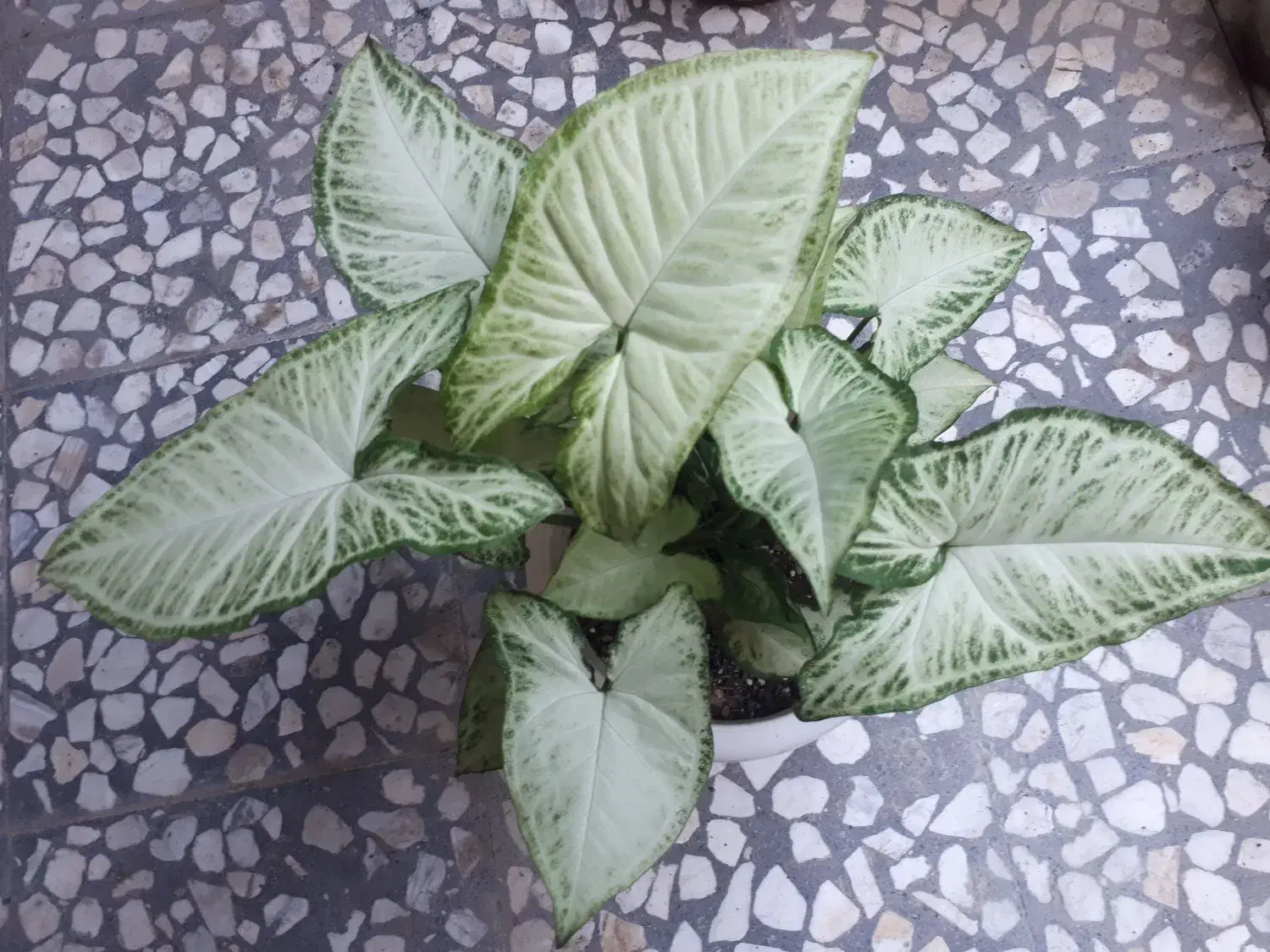 سینگونیوم ابلق|گل و گیاه طبیعی|رشت, پل تالشان|دیوار