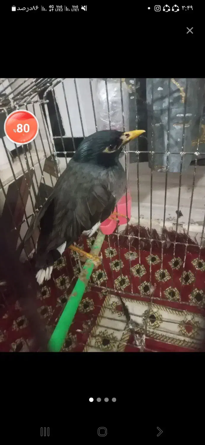 مینا|پرنده|زابل, |دیوار