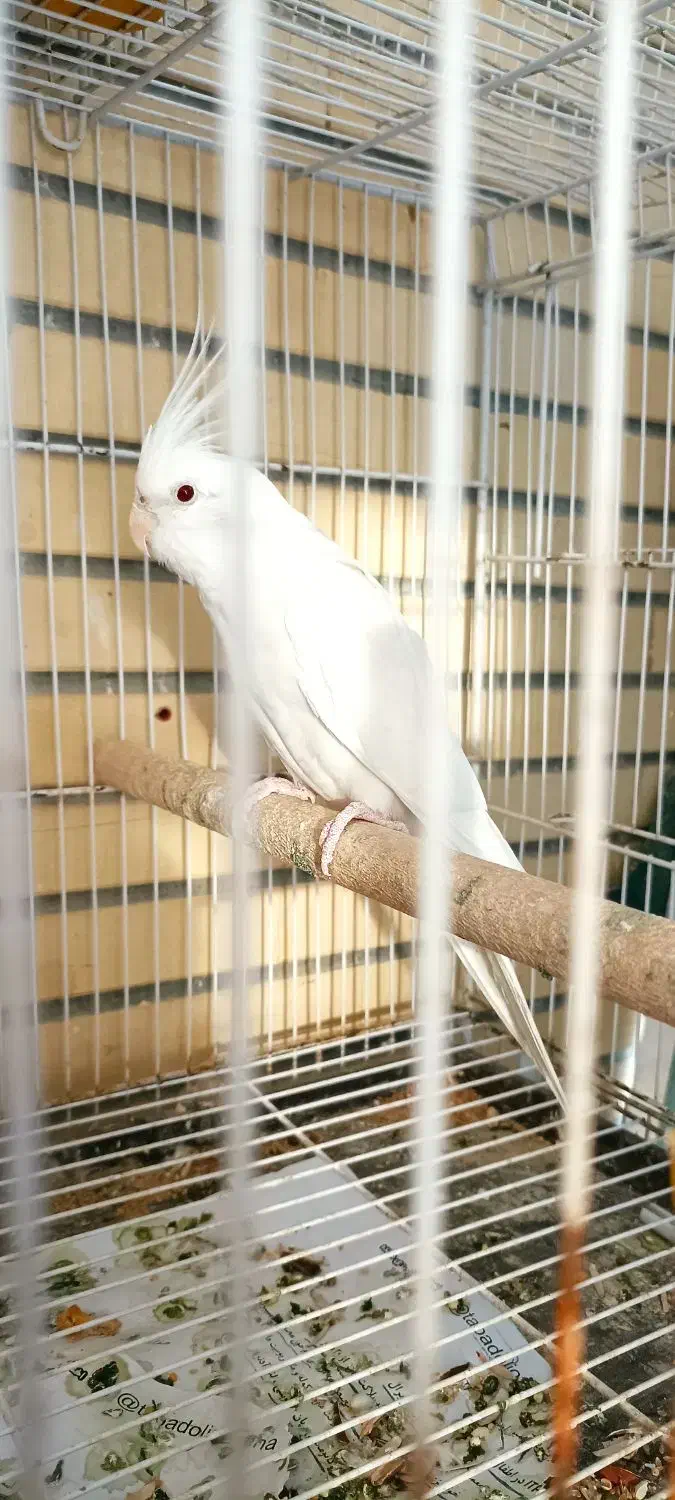 عروس هلندی مولد|پرنده|چابهار, |دیوار