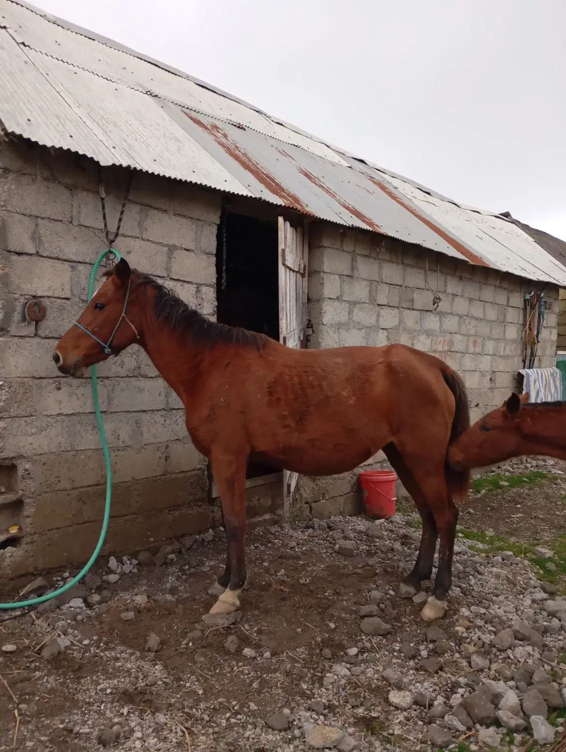 اسب مادیون کرد|اسب و تجهیزات اسب‌سواری|رضوانشهر, |دیوار