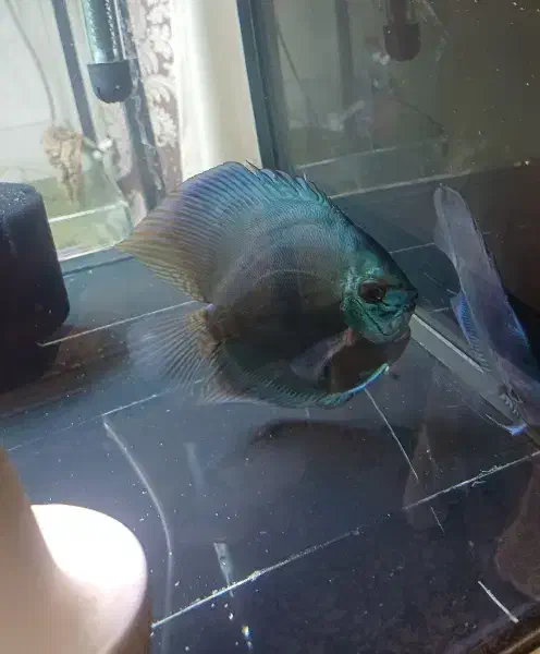 دیسکس جفت،مولد|ماهی|اسلام‌شهر, شهرک قائمیه|دیوار