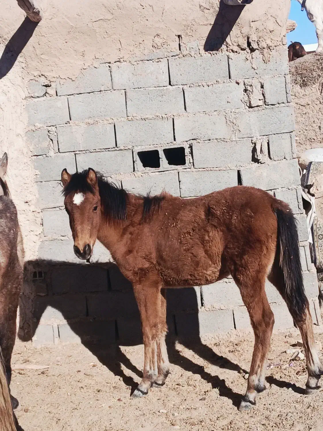 کره اسب|اسب و تجهیزات اسب‌سواری|تربت جام, جامرود|دیوار