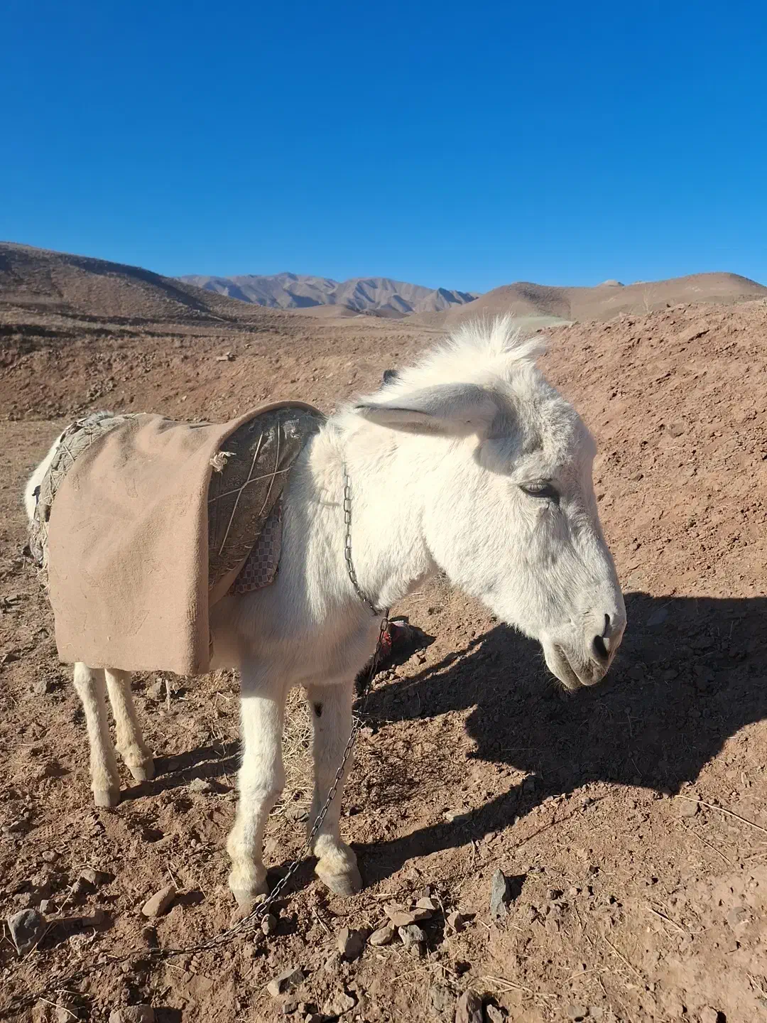 خر نر فروشی|حیوانات مزرعه|قائن, |دیوار