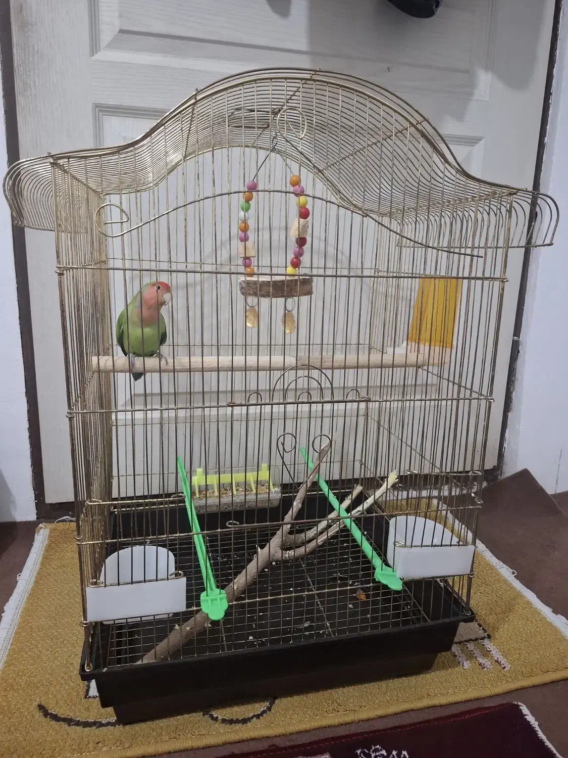 طوطی برزیلی|پرنده|ارومیه, |دیوار