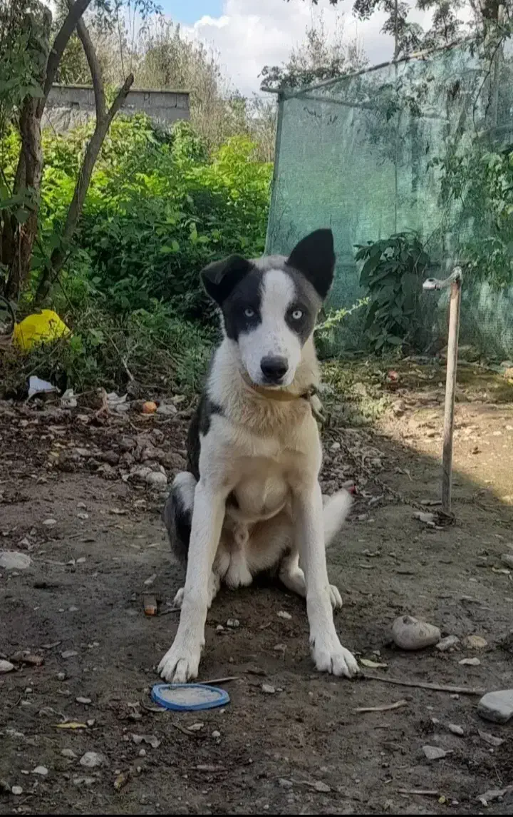 نژاد هاسکی ورگ|سگ|صومعهسرا, |دیوار