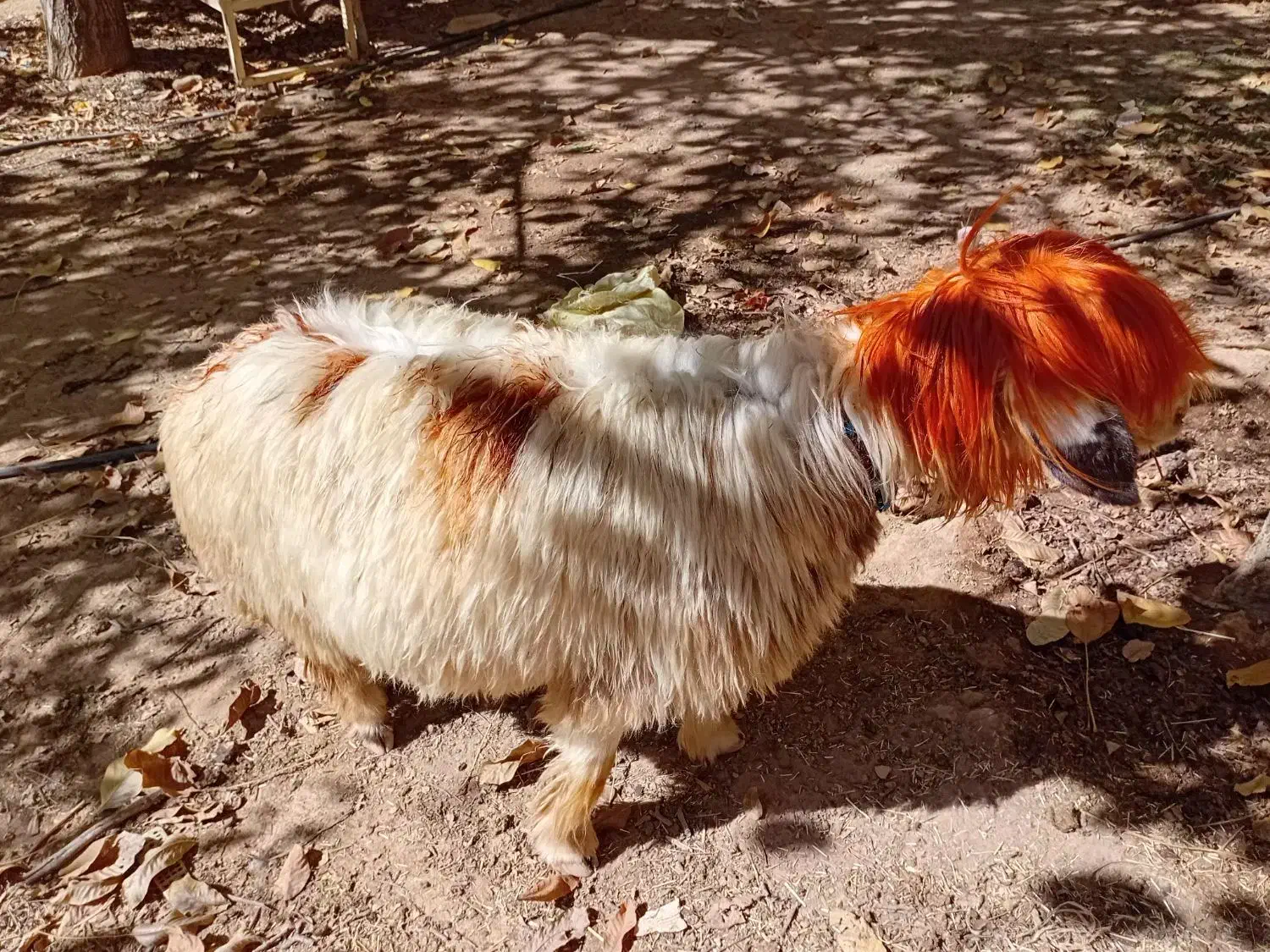 کوه داشتی|حیوانات مزرعه|بازفت, |دیوار