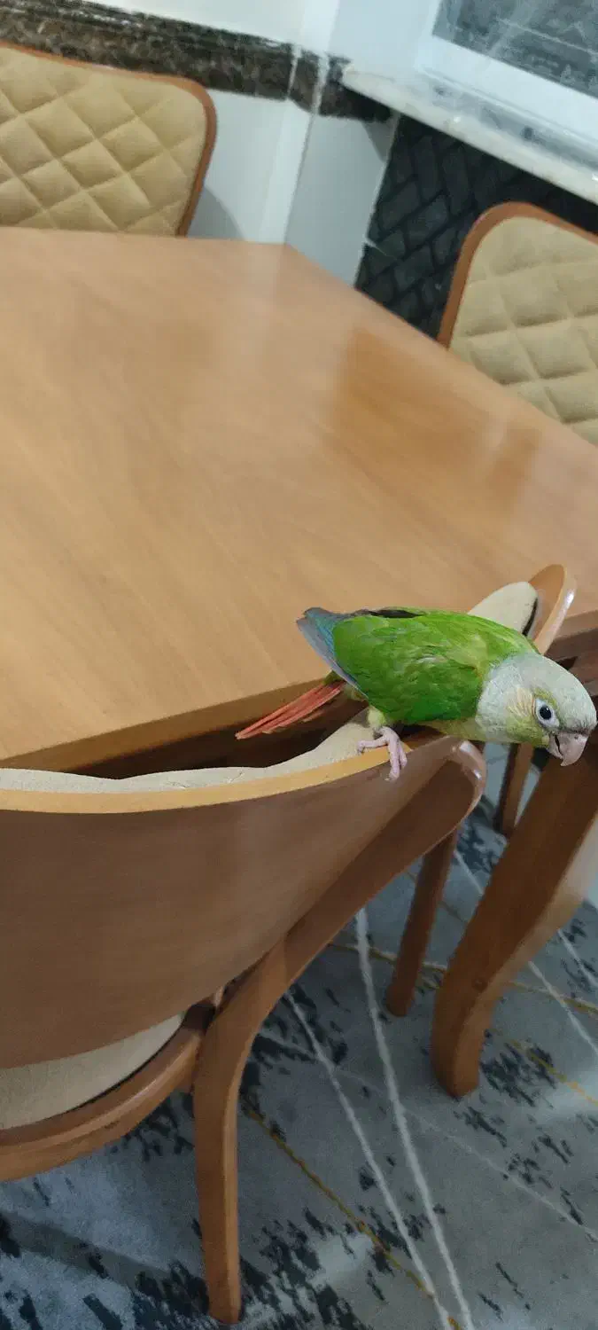 گرینچگ رام رام|پرنده|کرمانشاه, |دیوار