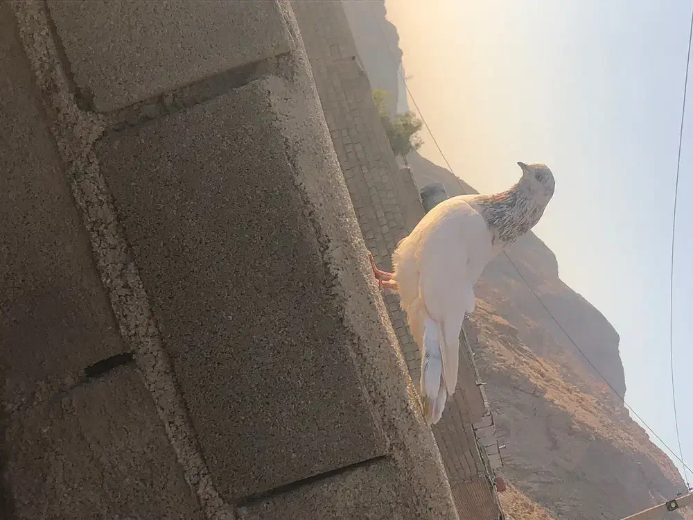 کفتر|پرنده|ایذه, |دیوار