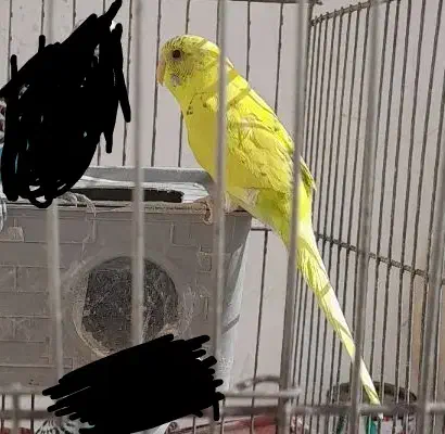 مرغ عشق|پرنده|مرودشت, شهرک مهدیه|دیوار