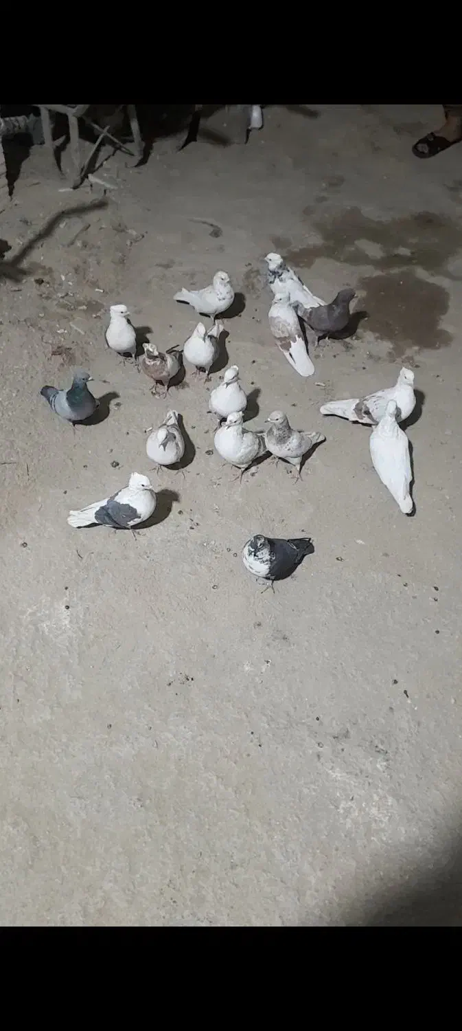 کبوتر|پرنده|سیلاخور, |دیوار