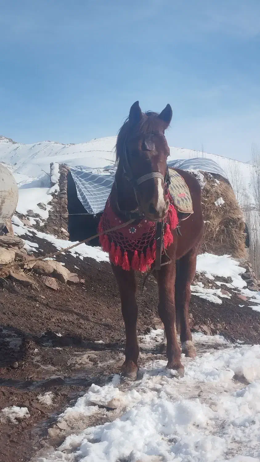 اسب فروشی|اسب و تجهیزات اسب‌سواری|شاهین دژ, |دیوار