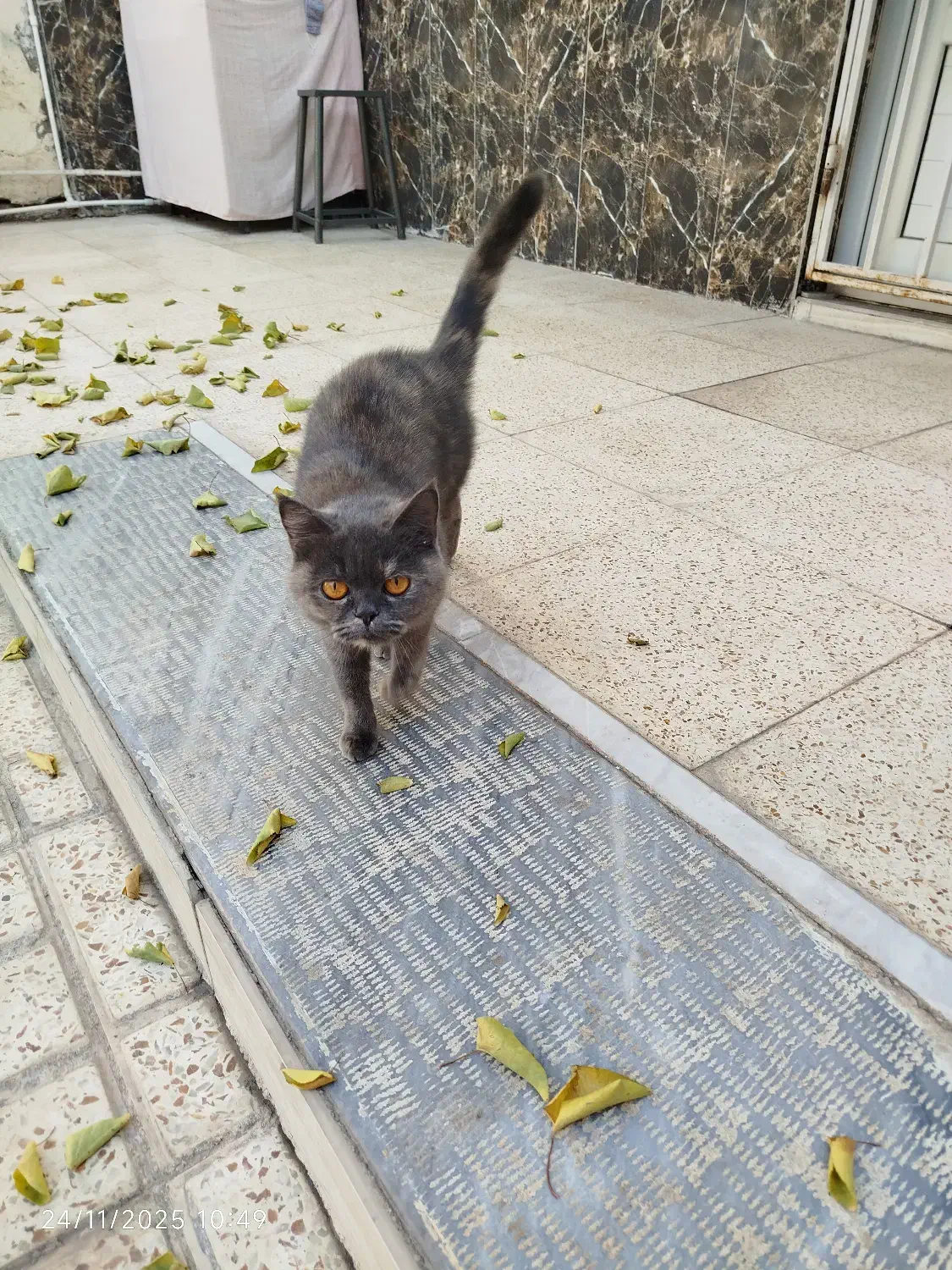 گربه اسکاتیش|گربه|میانه, |دیوار