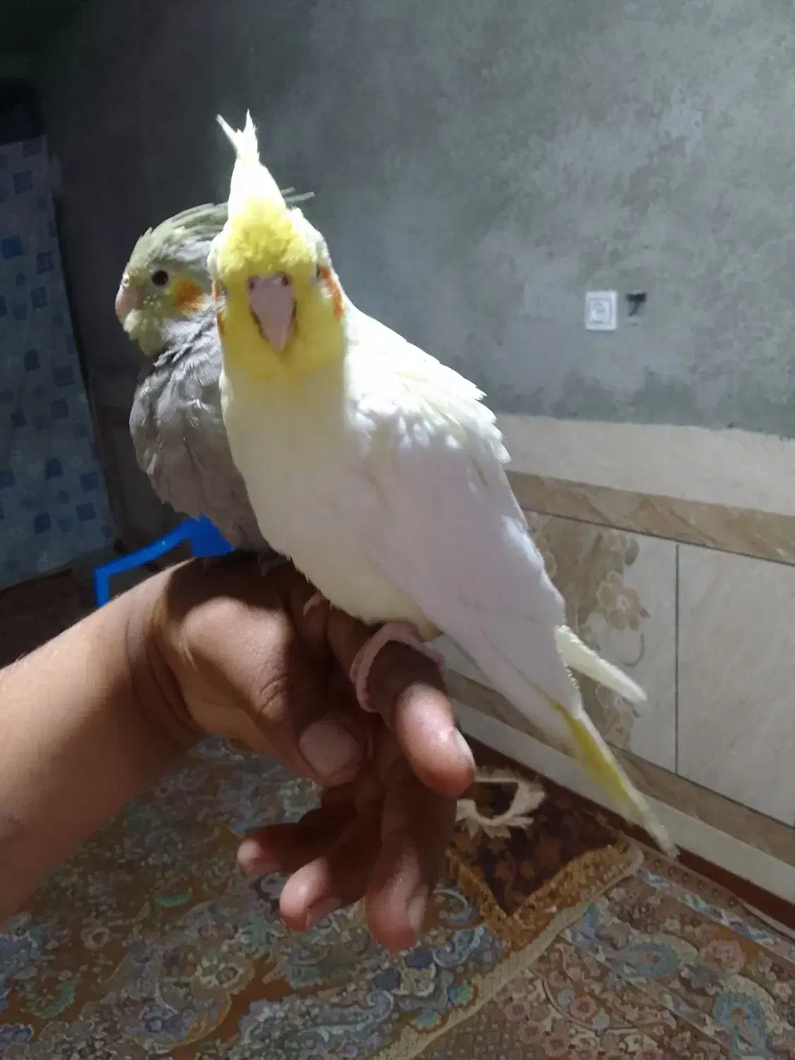 جوجه عروس|پرنده|سراوان, |دیوار