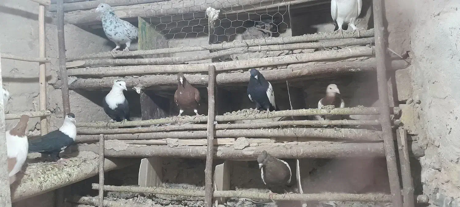 کفتر|پرنده|تربتحیدریه, بیمارستان رازی|دیوار