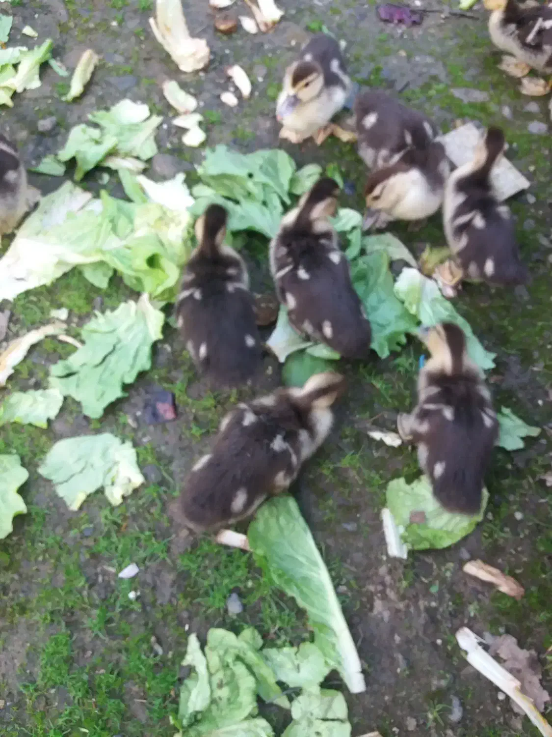 بچه اردک اسرائیلی دوماه|حیوانات مزرعه|رشت, حومه رشت|دیوار